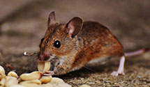 24 Hour & Emergency Exterminators in National Info Syst Supt Cntr, NC